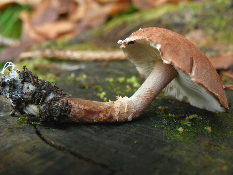 Escursione in riva al lago